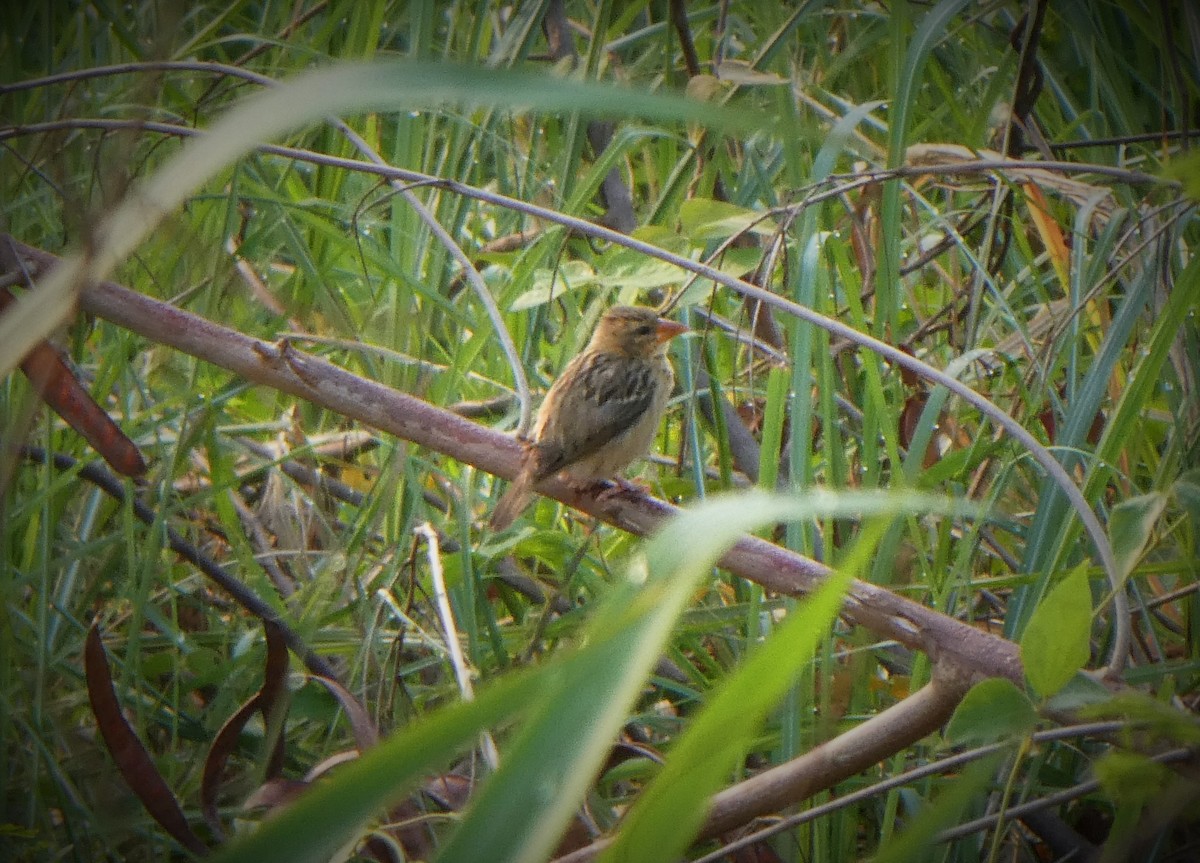 Baya Weaver - ML262056121