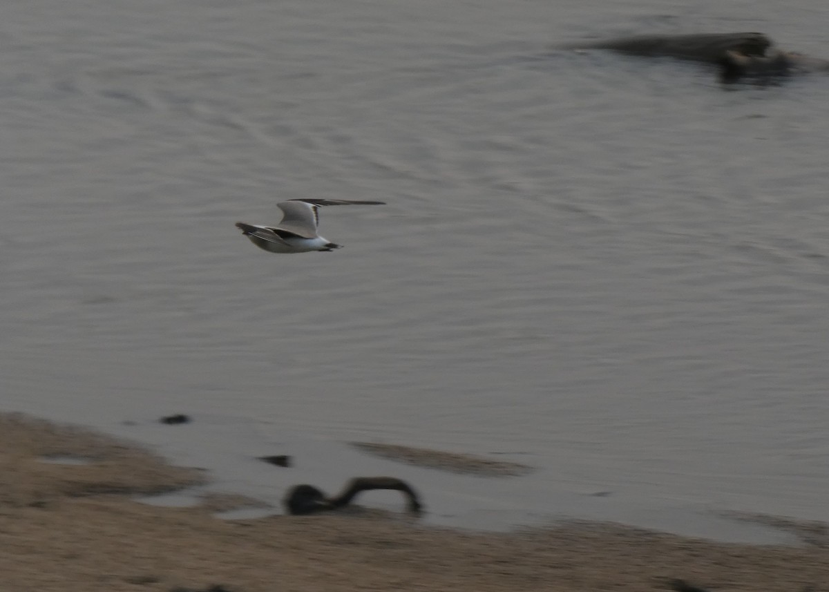 Small Pratincole - ML262056341