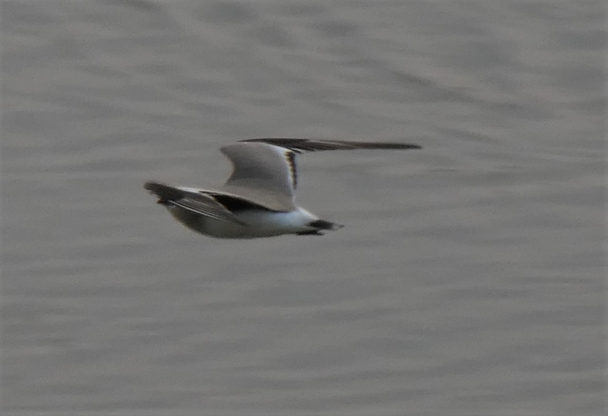 Small Pratincole - ML262056521