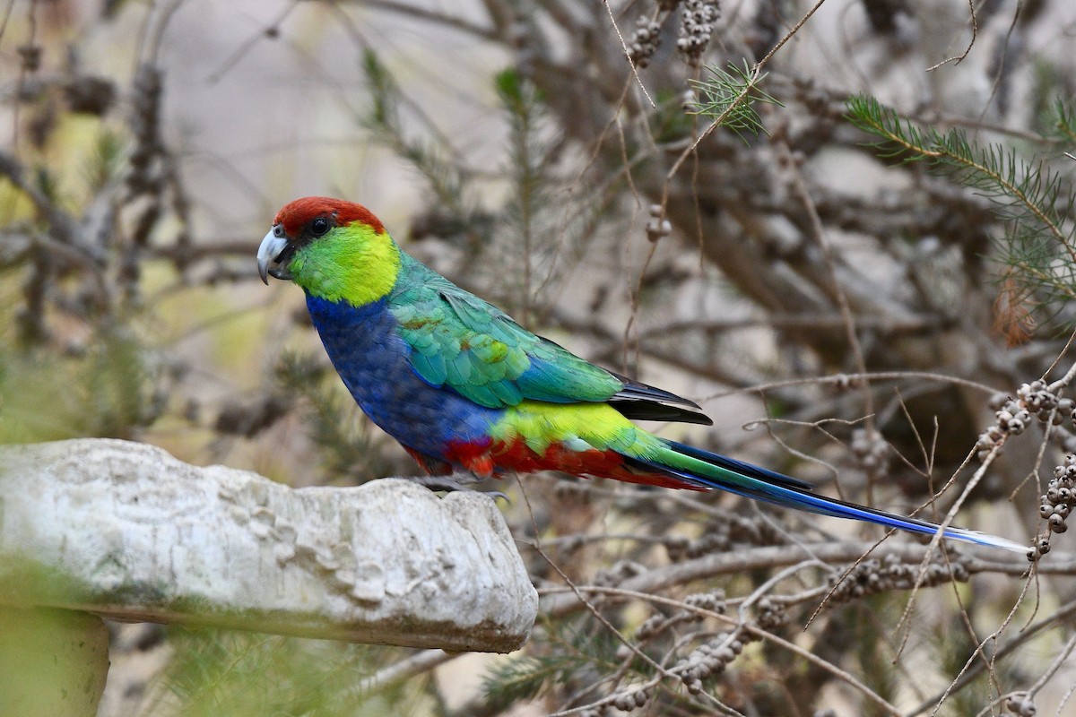 Red-capped Parrot - Jacques Erard