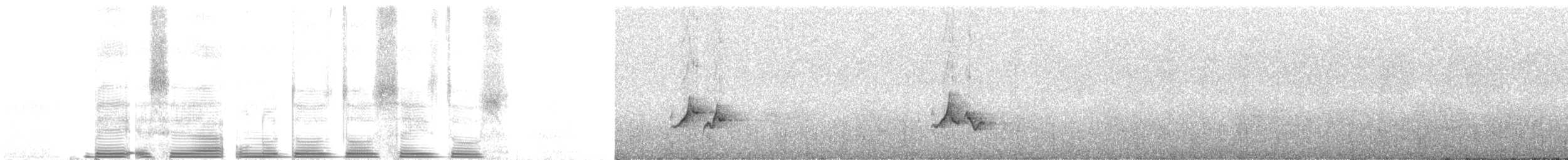 Пестрогрудый тираннчик - ML262058