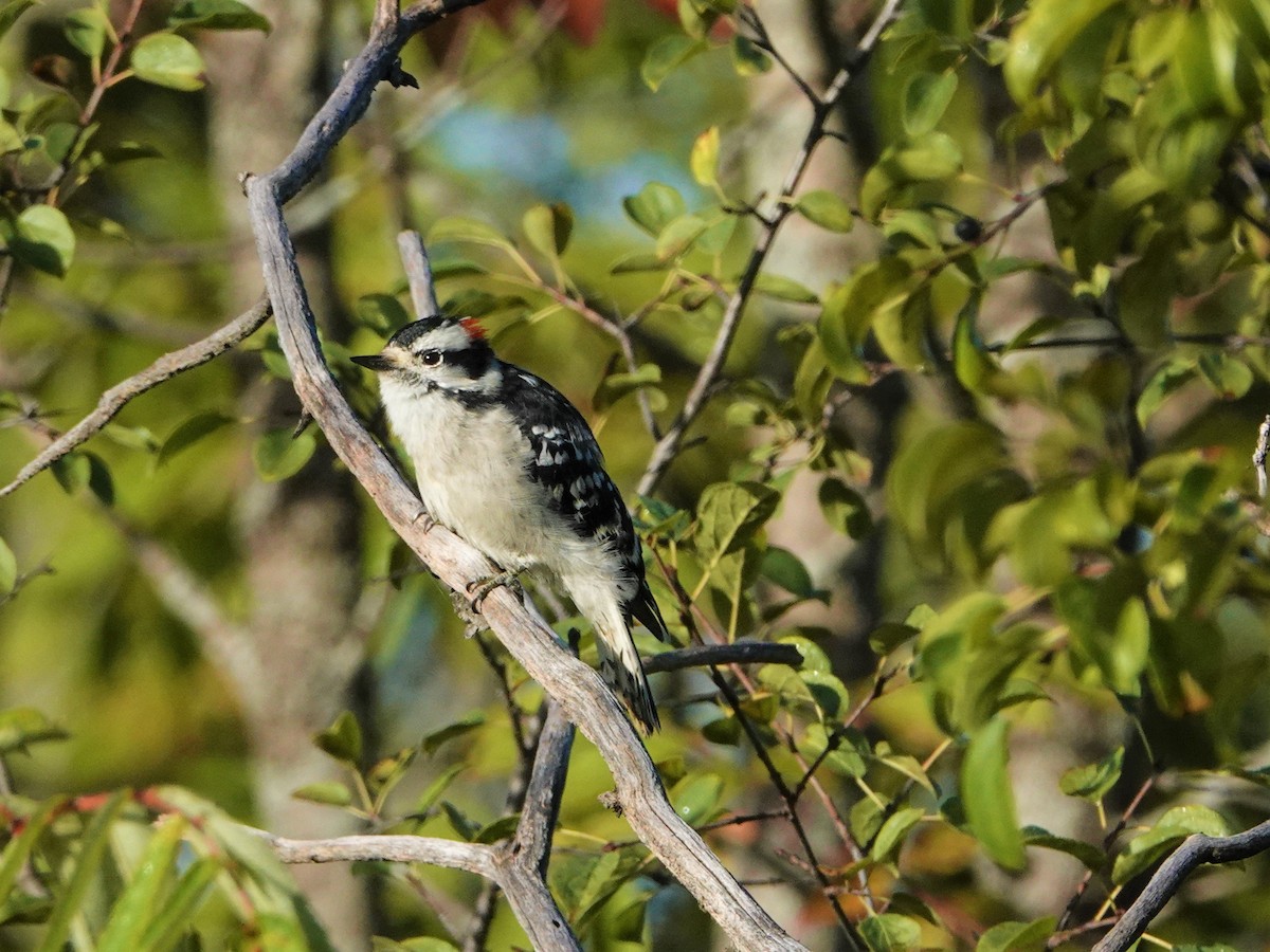 Downy Woodpecker - ML262058541