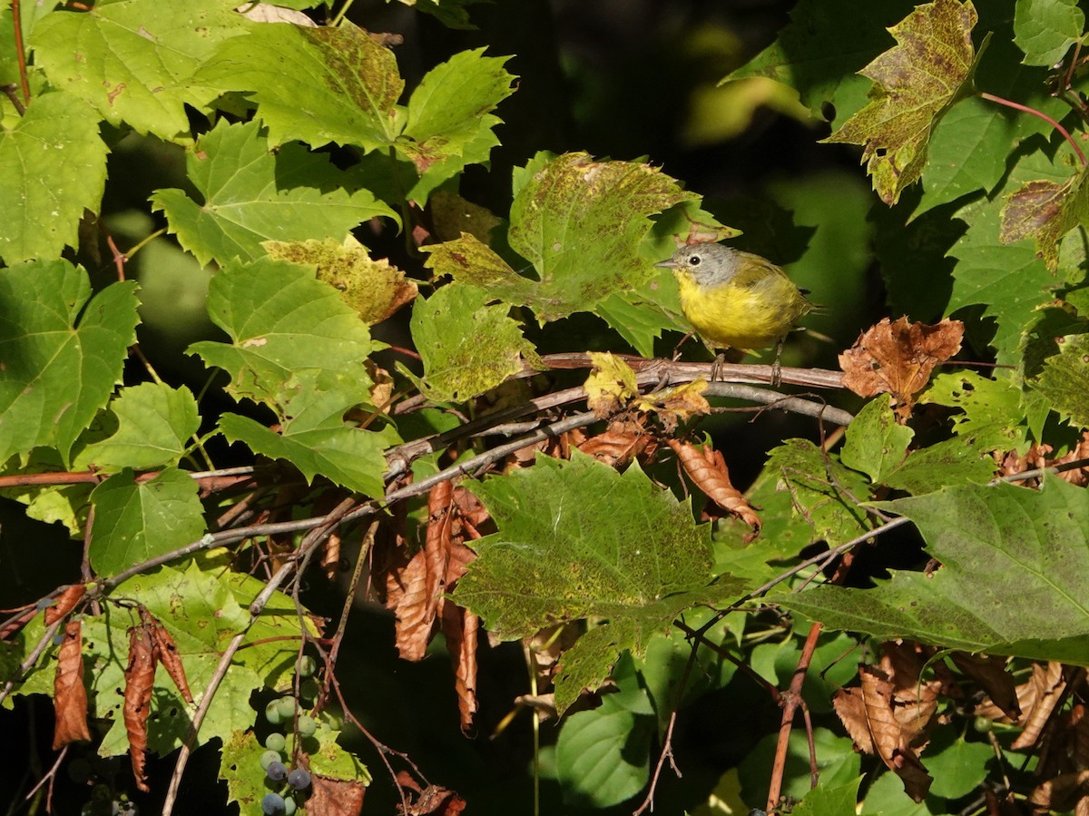 Rubinfleck-Waldsänger - ML262058581