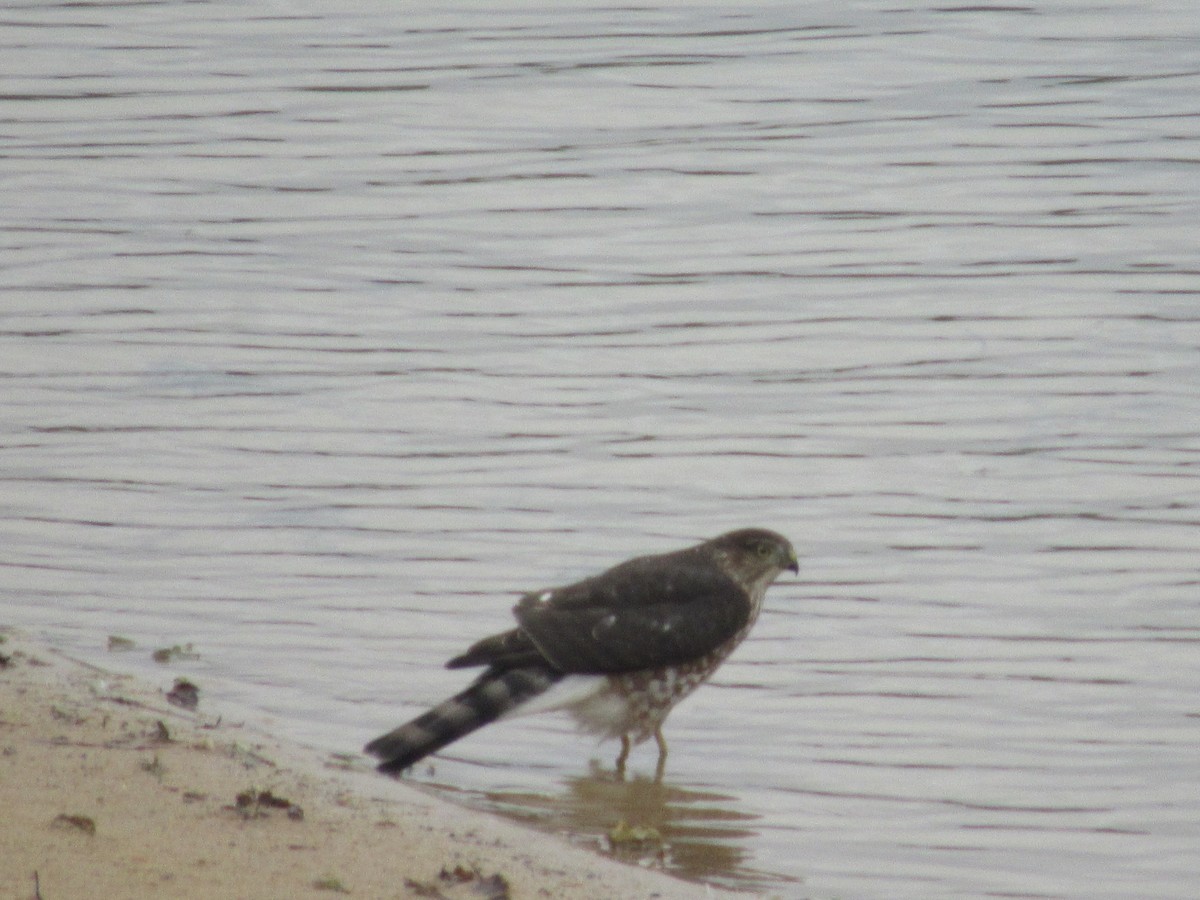 Sharp-shinned Hawk - ML262059101