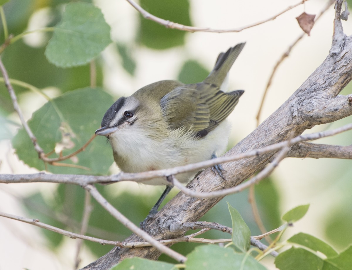 rødøyevireo - ML262059511