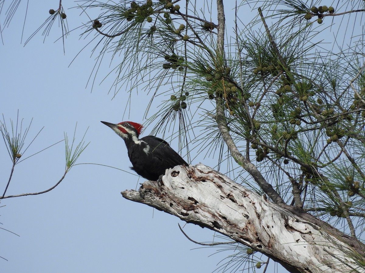 Pileated Woodpecker - ML262060171