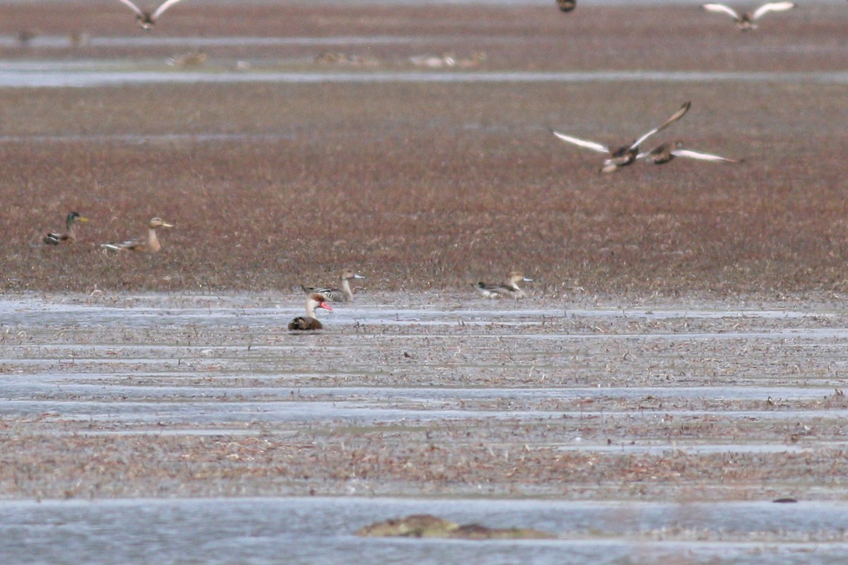 Northern Pintail - 白尾 海雕