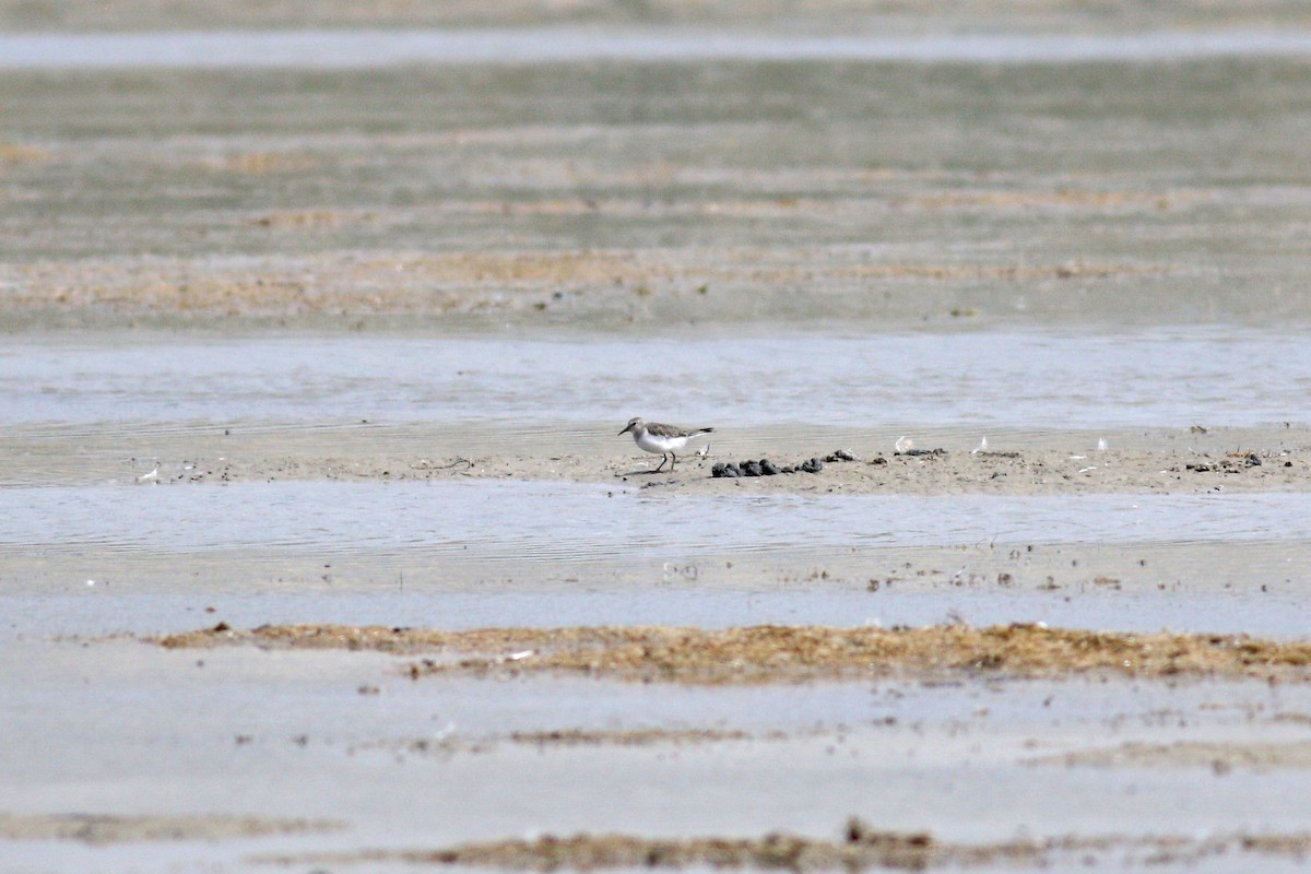 Temminck's Stint - ML262060471