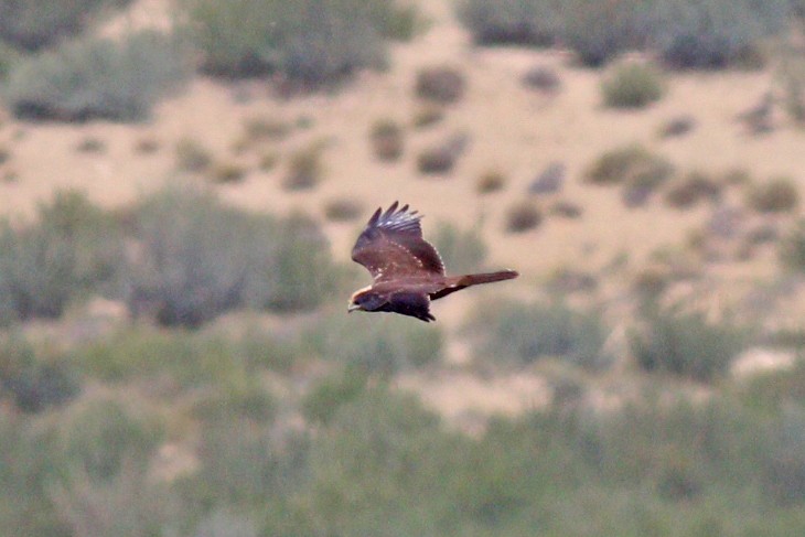 Western Marsh Harrier - ML262060651