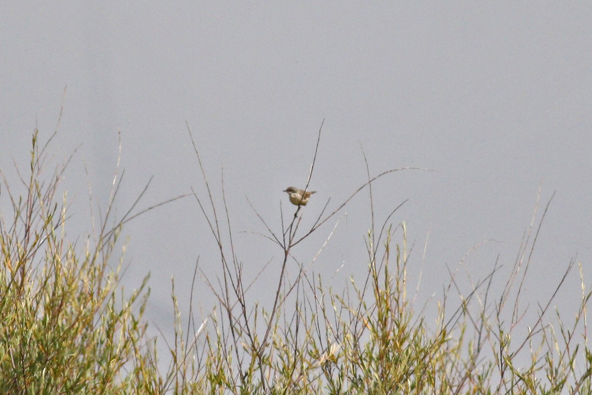 Curruca Zarcerilla (margelanica) - ML262060911