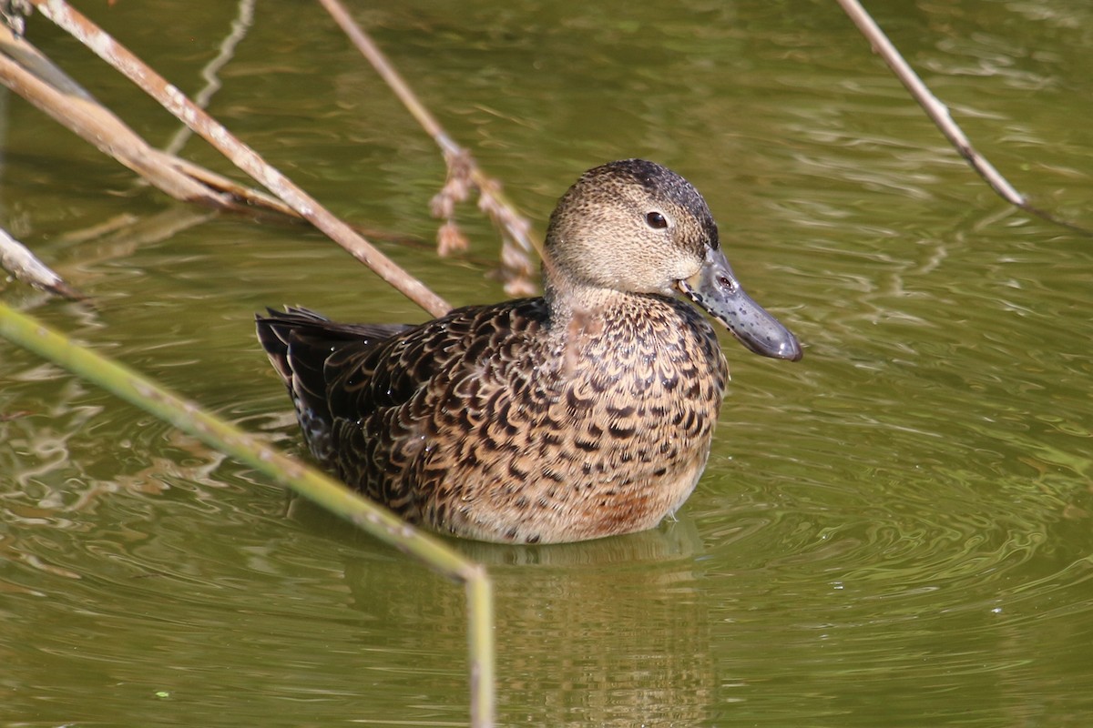 Cinnamon Teal - Jamie Chavez