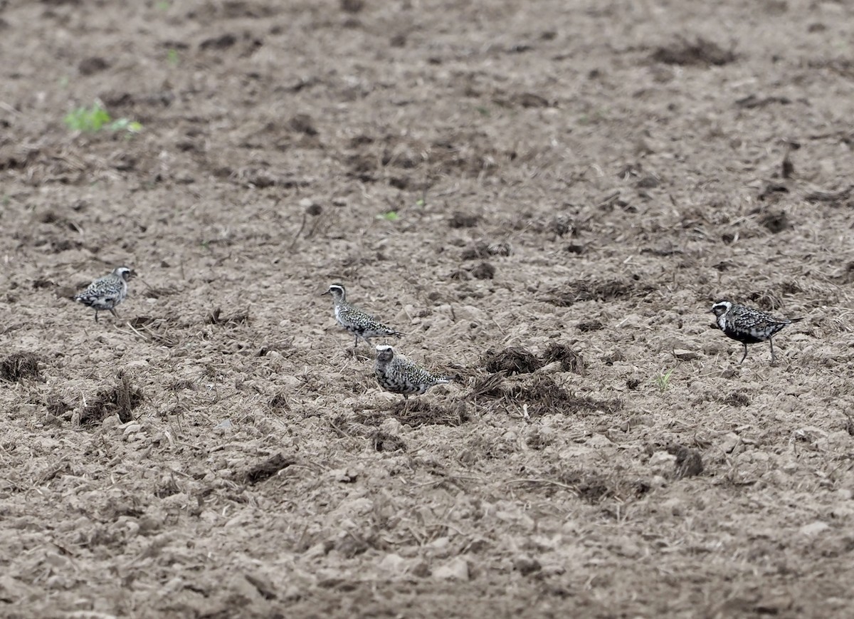 American Golden-Plover - Celeste Morien