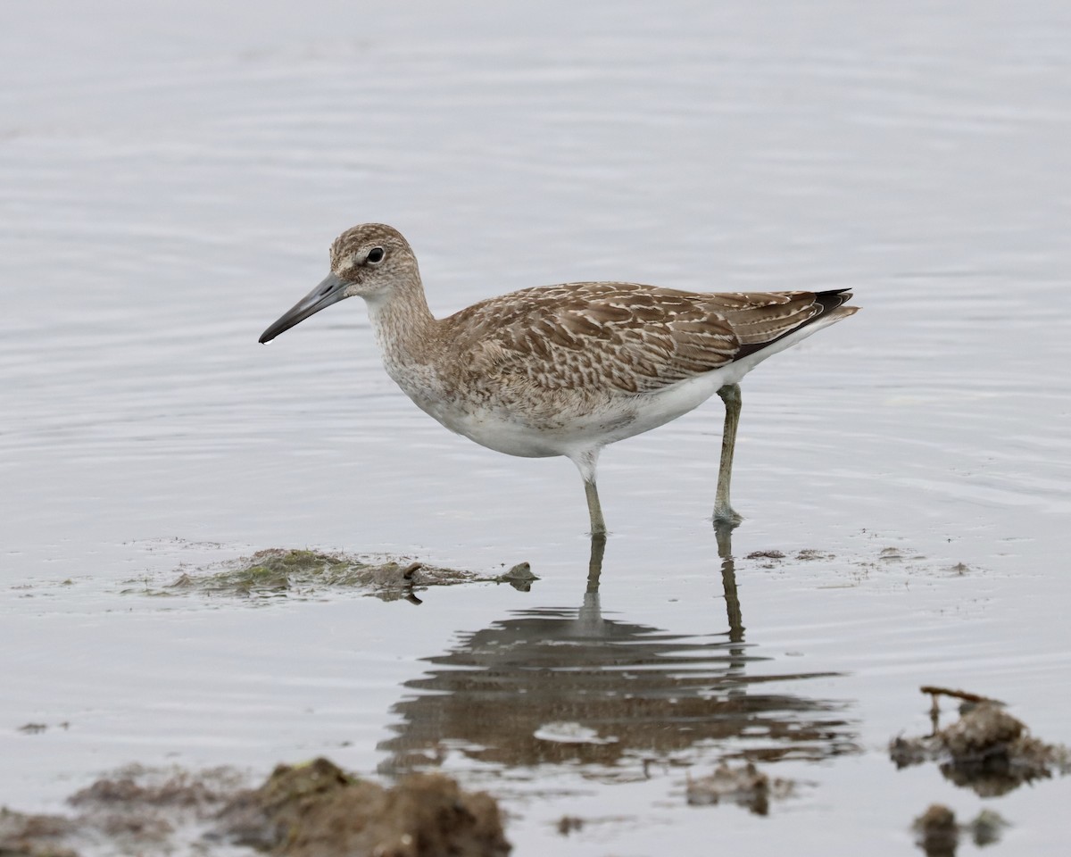 Willet (Eastern) - ML262066041