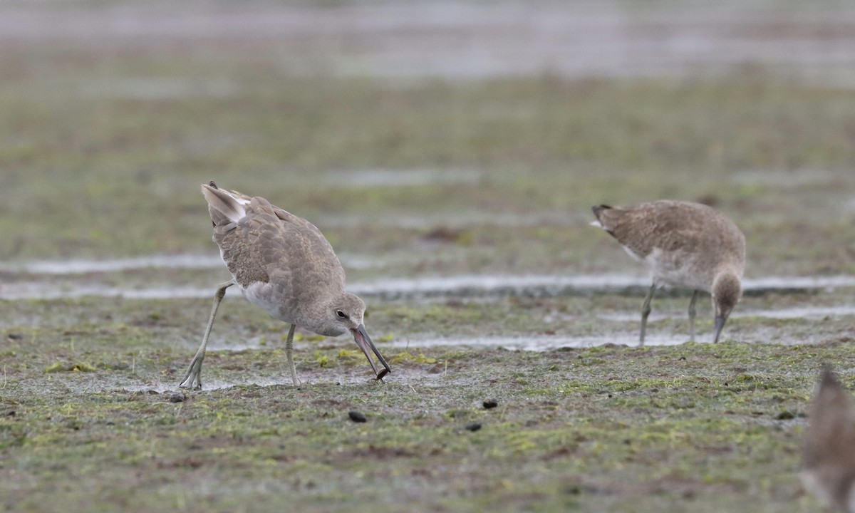 Willet (Western) - Alan Kneidel