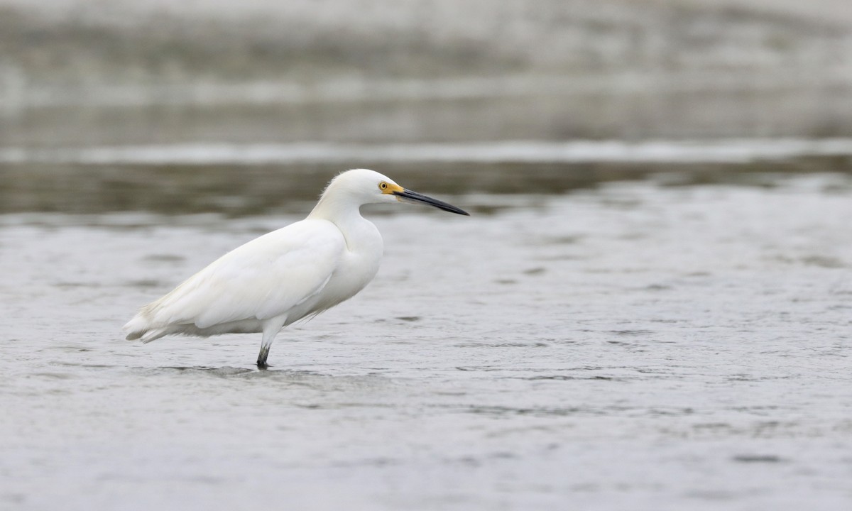 Snowy Egret - ML262066471