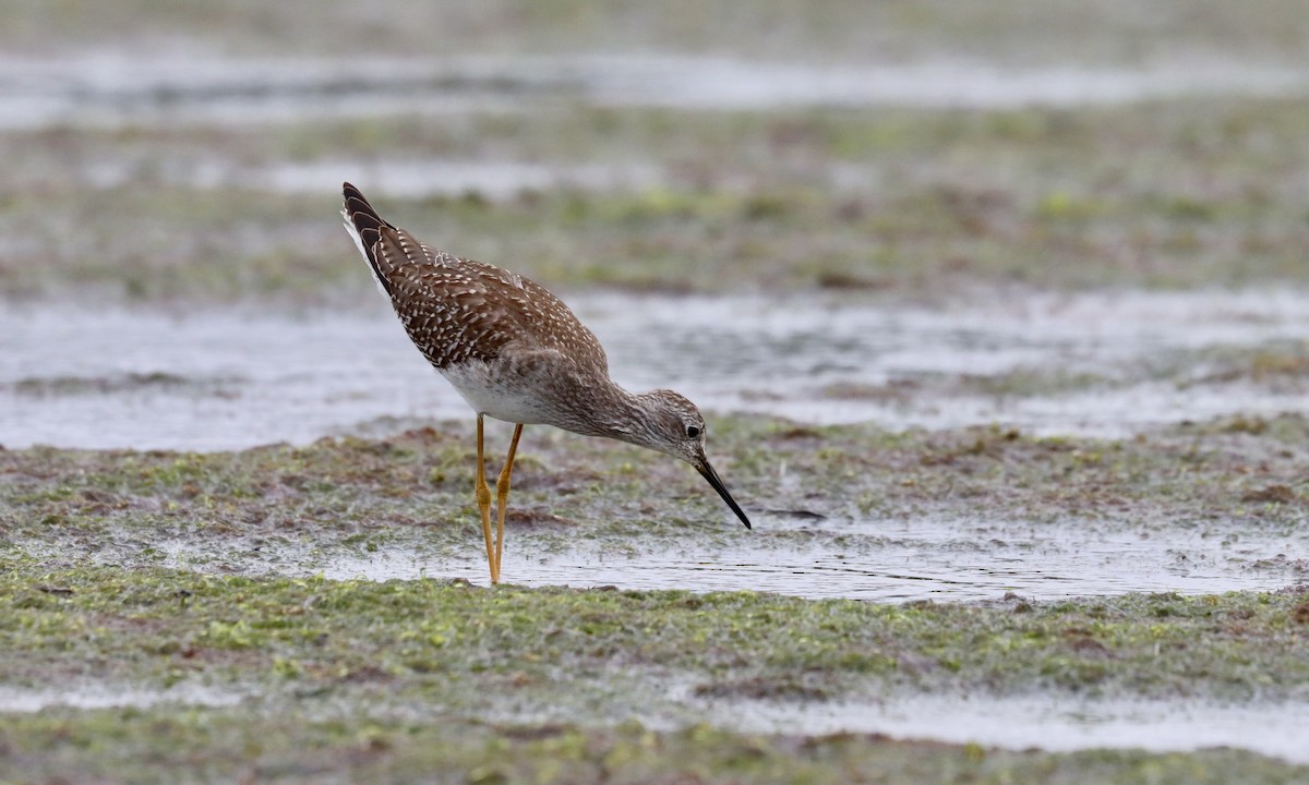 gulbeinsnipe - ML262067431