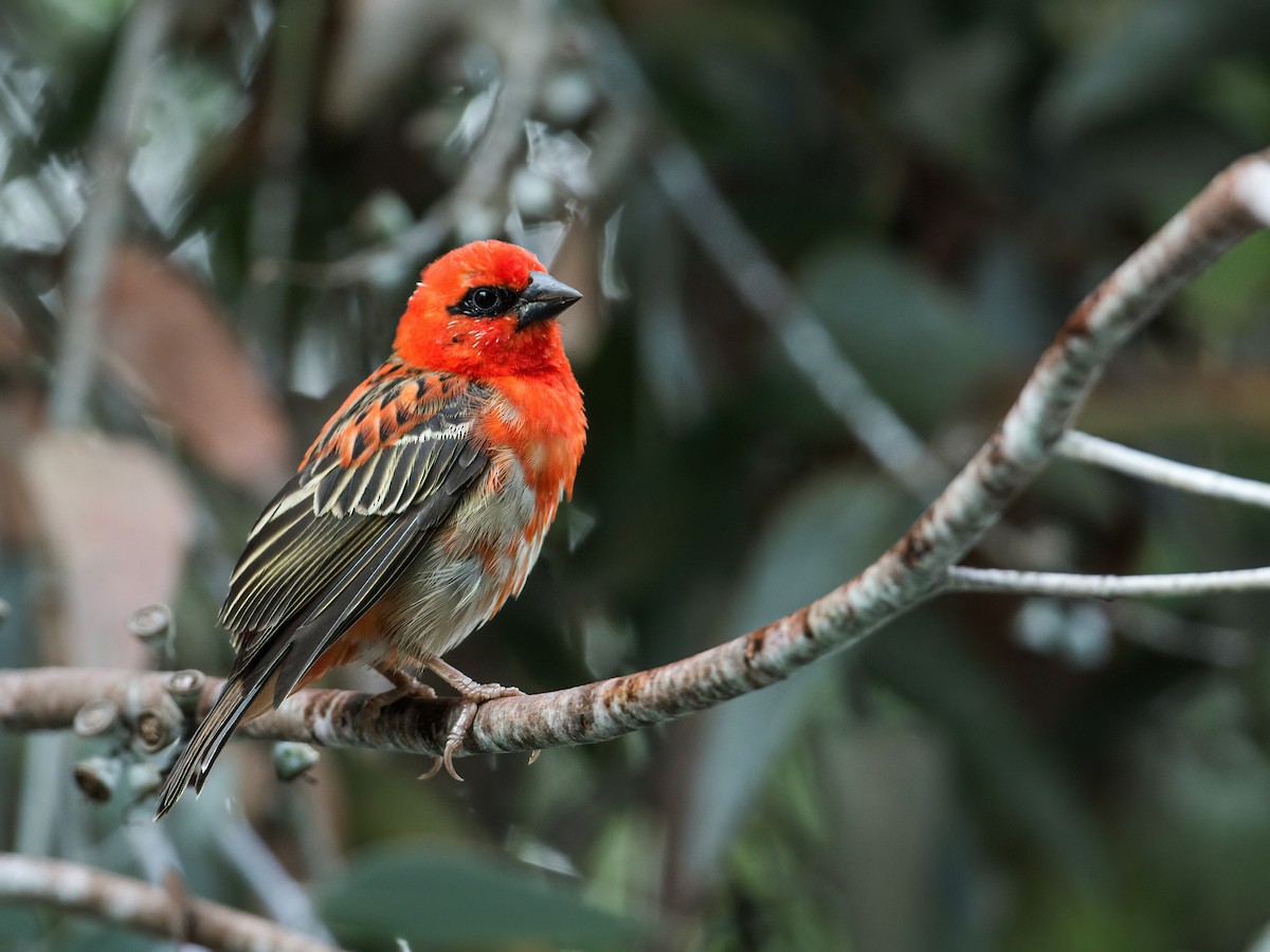 Red Fody - ML262067721