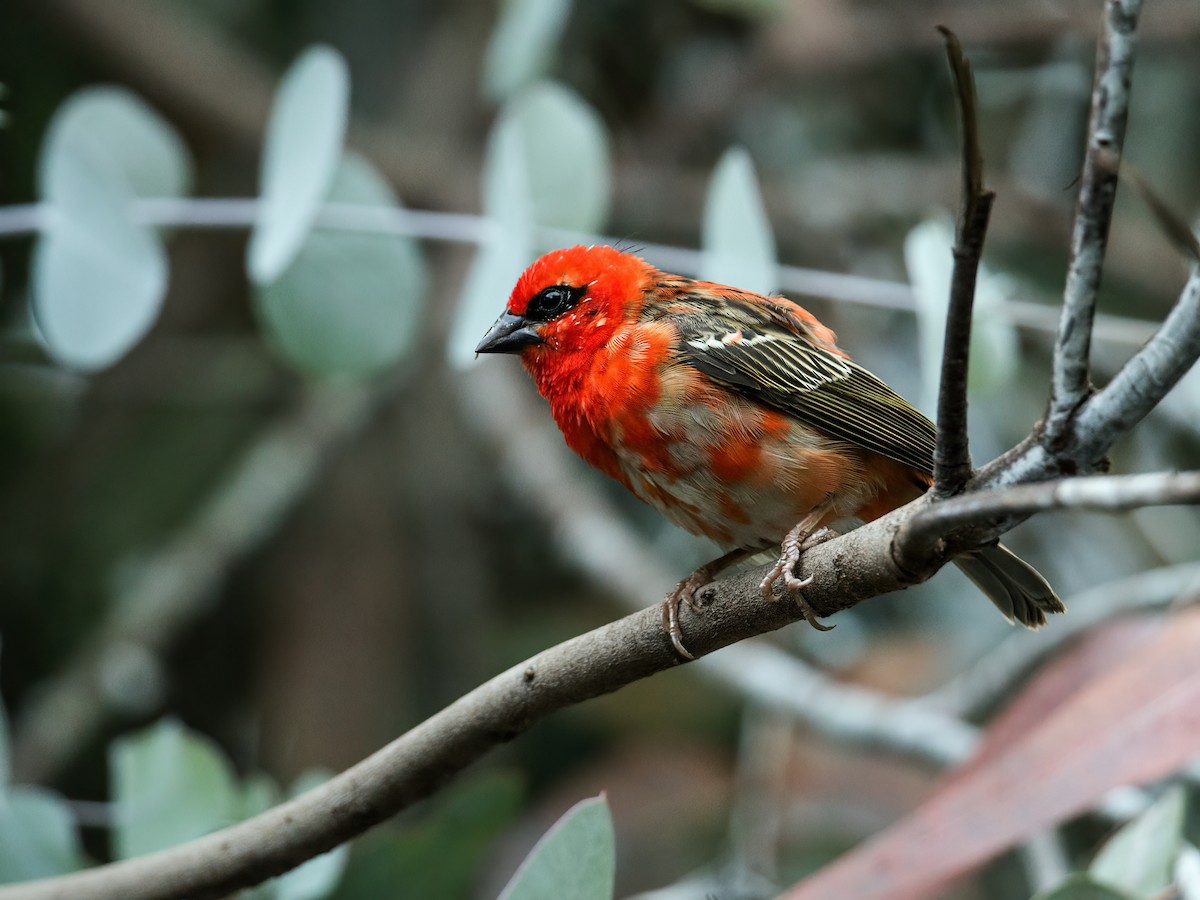 Red Fody - ML262067731