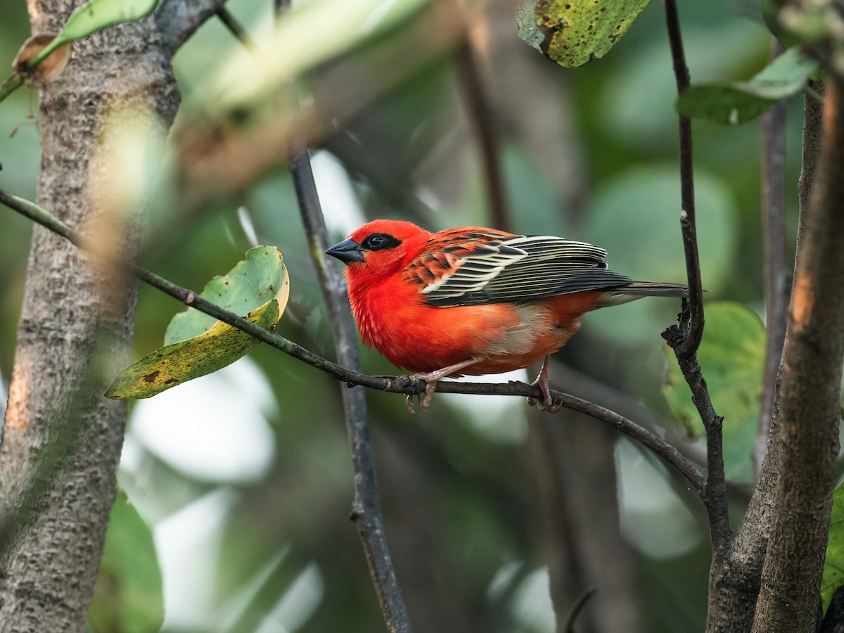 Red Fody - ML262068381