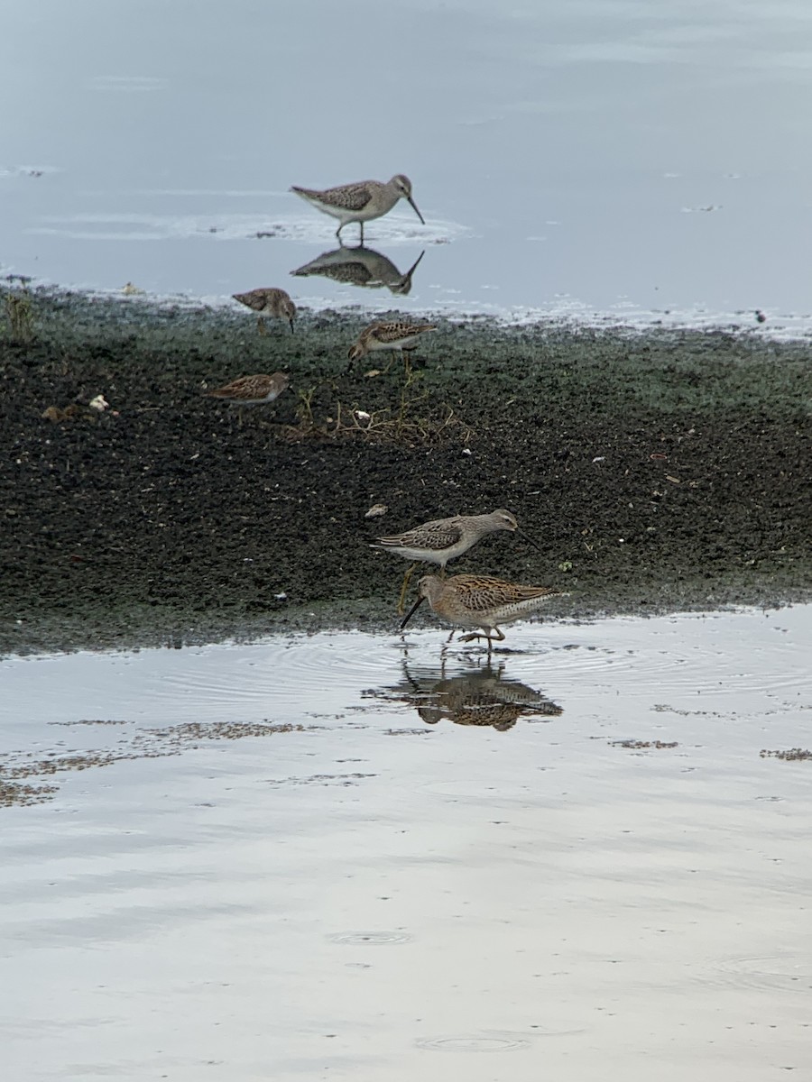 Stilt Sandpiper - Peter  Stangel