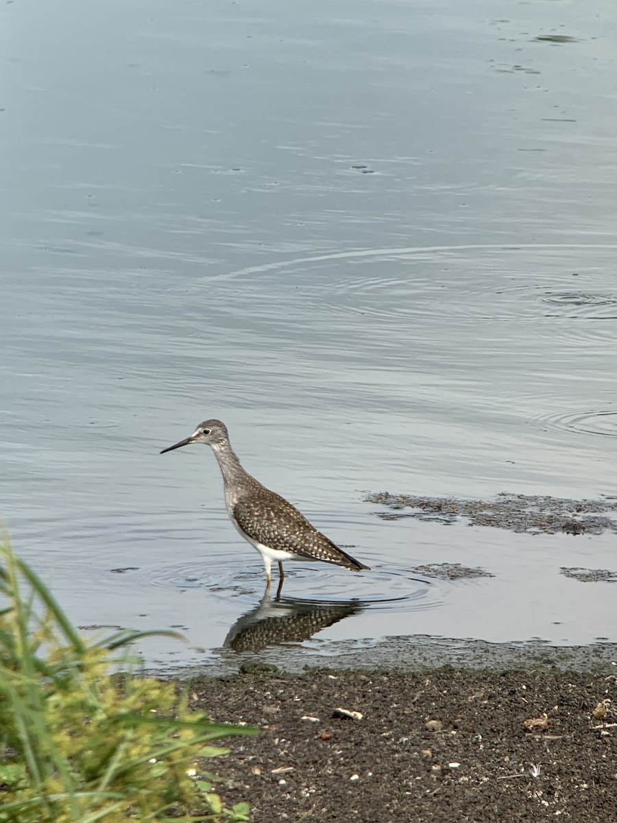 Lesser Yellowlegs - Peter  Stangel