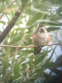 Rufous Hummingbird - ML262069161