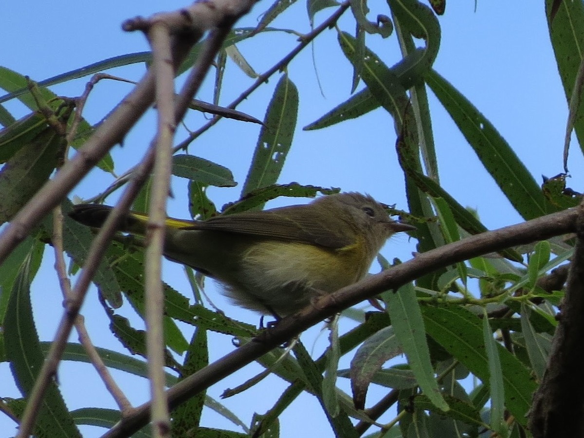 American Redstart - ML262070211