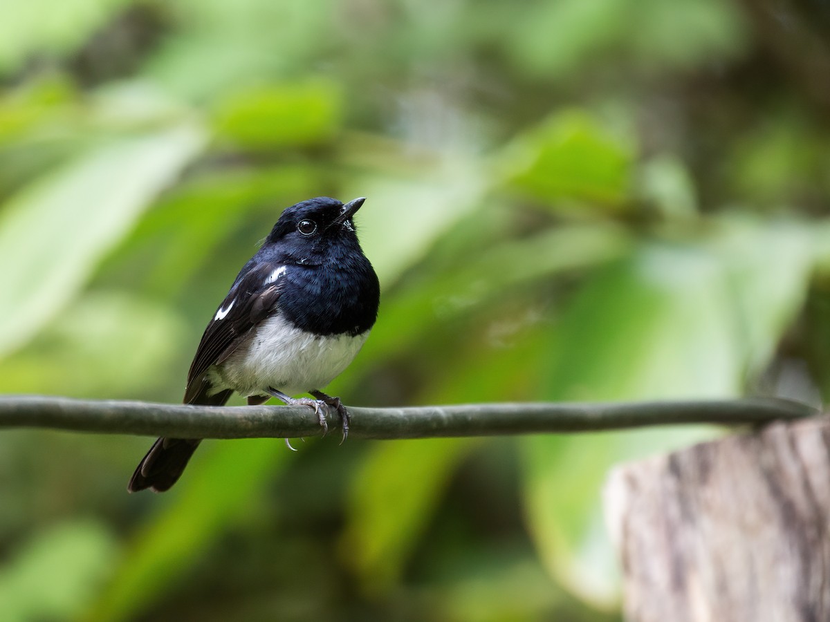 Madagascar Magpie-Robin - ML262070511