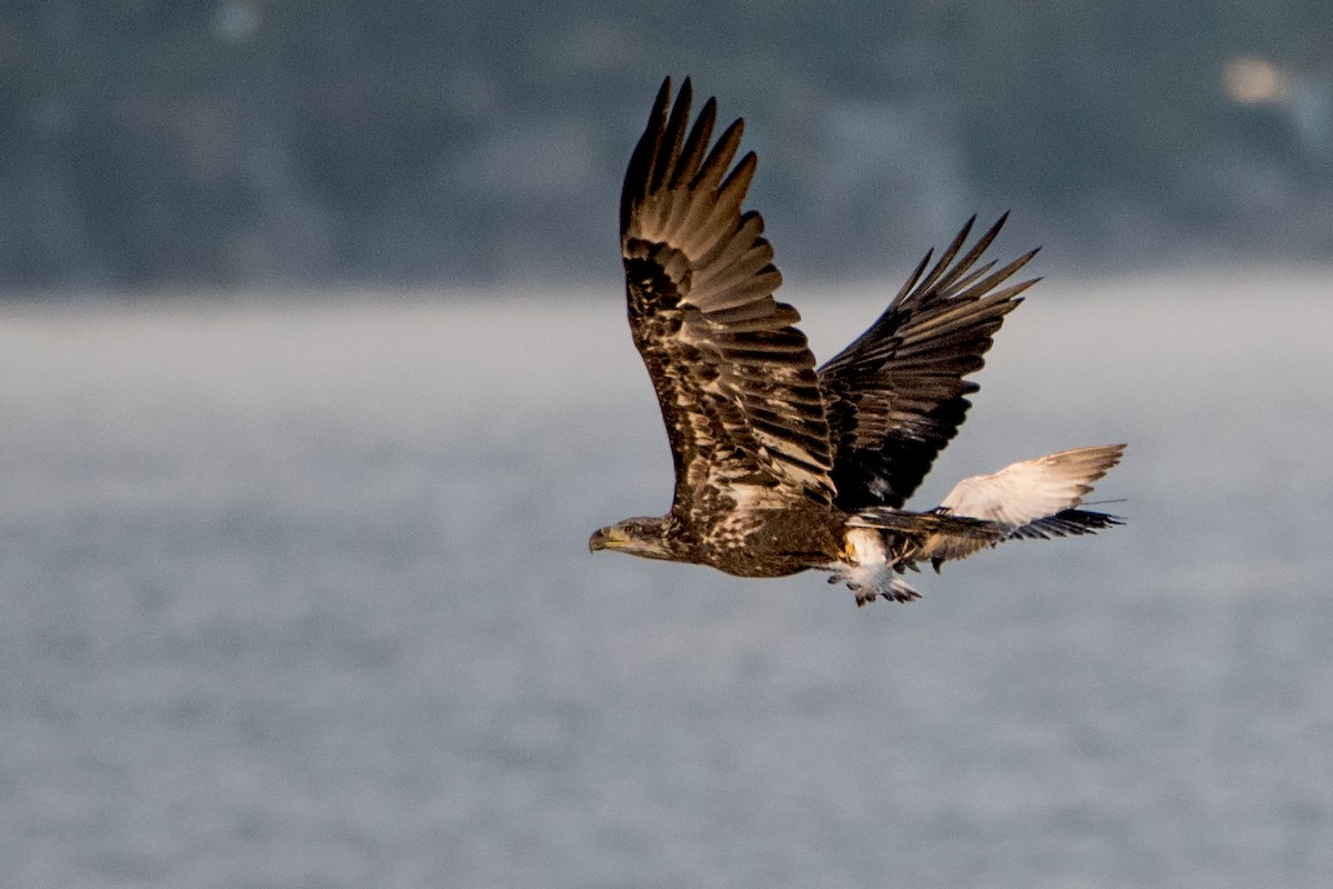 Bald Eagle - Sue Barth