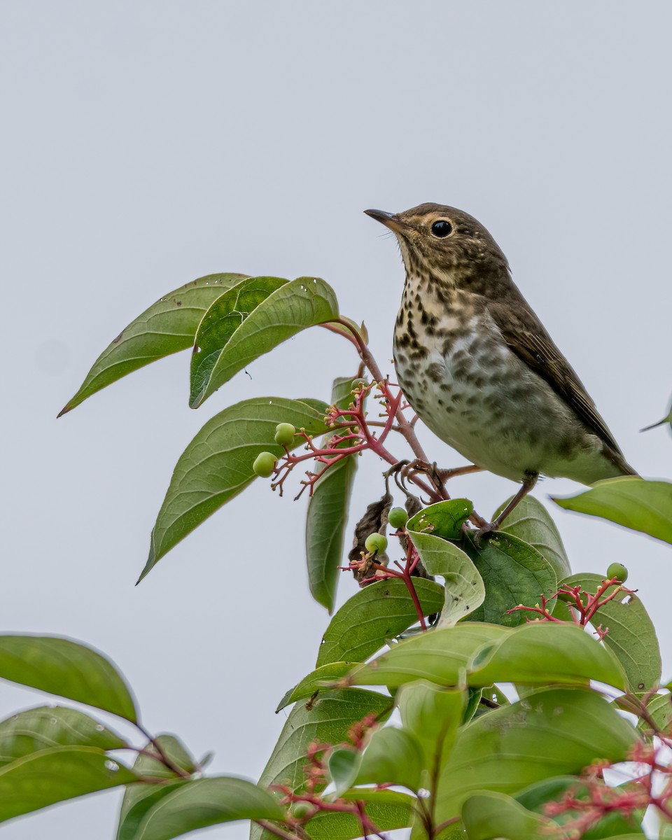 Swainson's Thrush - Matt Saunders
