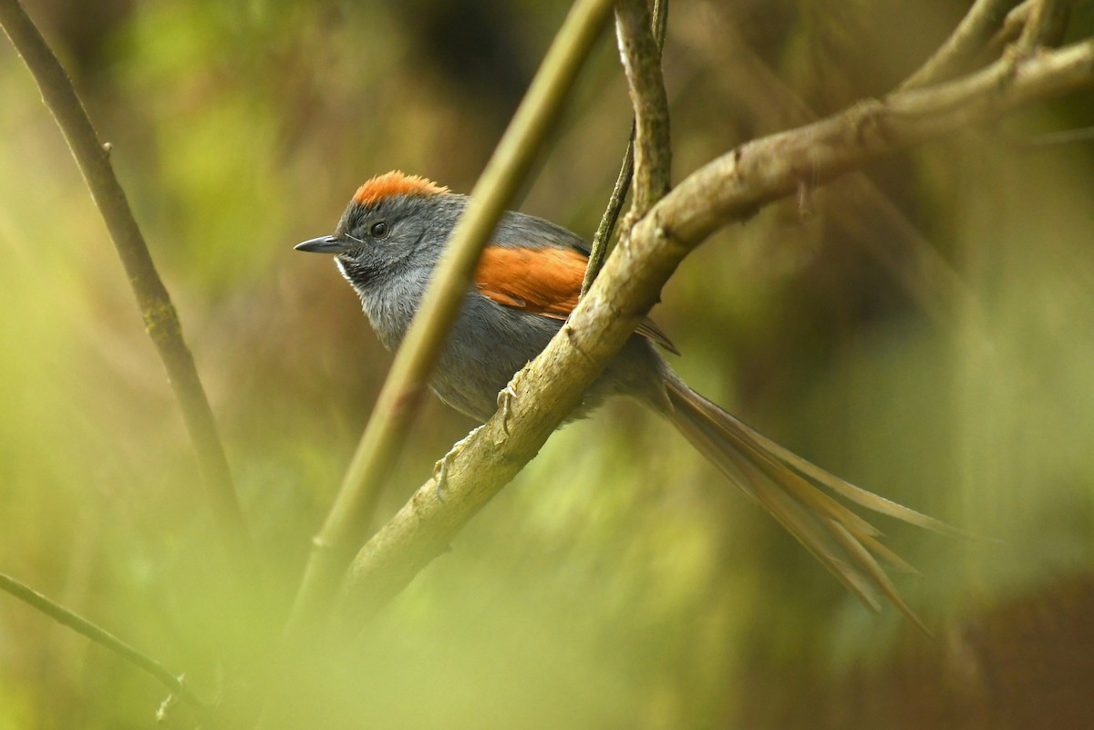 Apurimac Spinetail - ML262071971