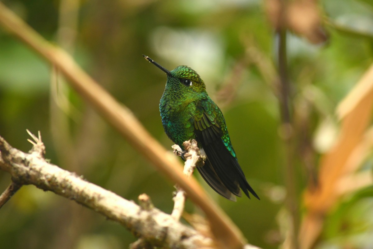 Sapphire-vented Puffleg - ML262072241