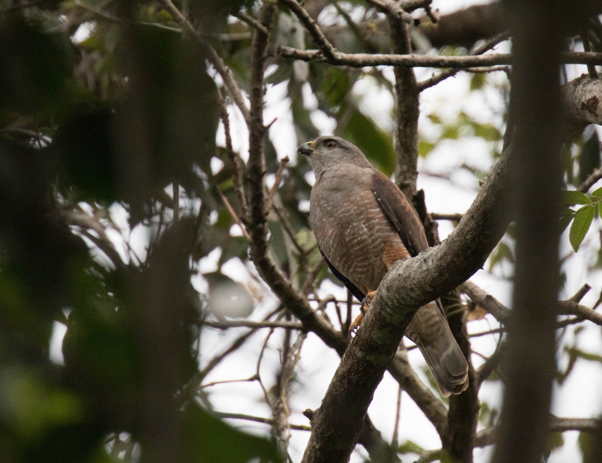 Ridgway's Hawk - Ross Gallardy