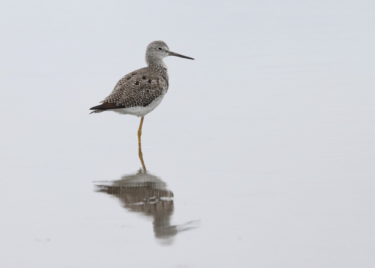 Greater Yellowlegs - Alan Kneidel