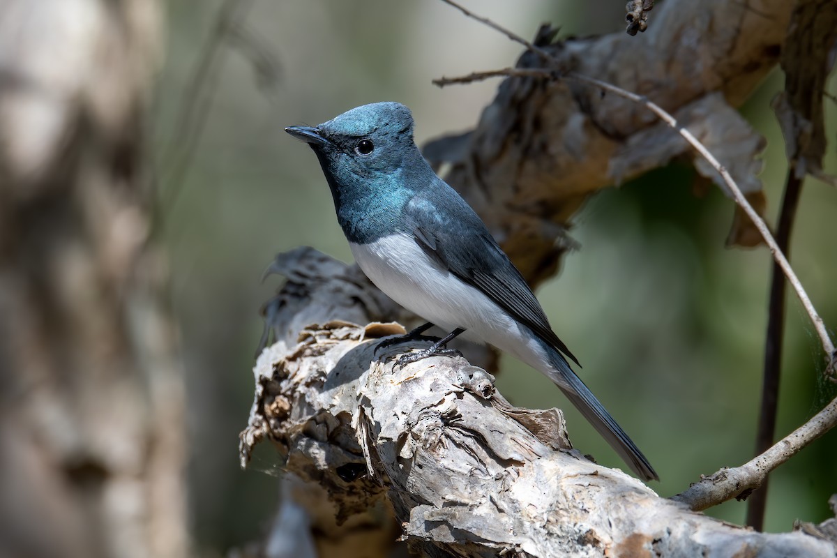 Leaden Flycatcher - ML262074331