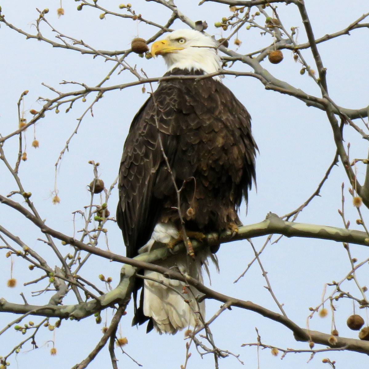 Bald Eagle - Brad Jacobs