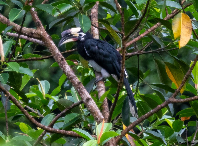 Oriental Pied-Hornbill - Malay Mandal