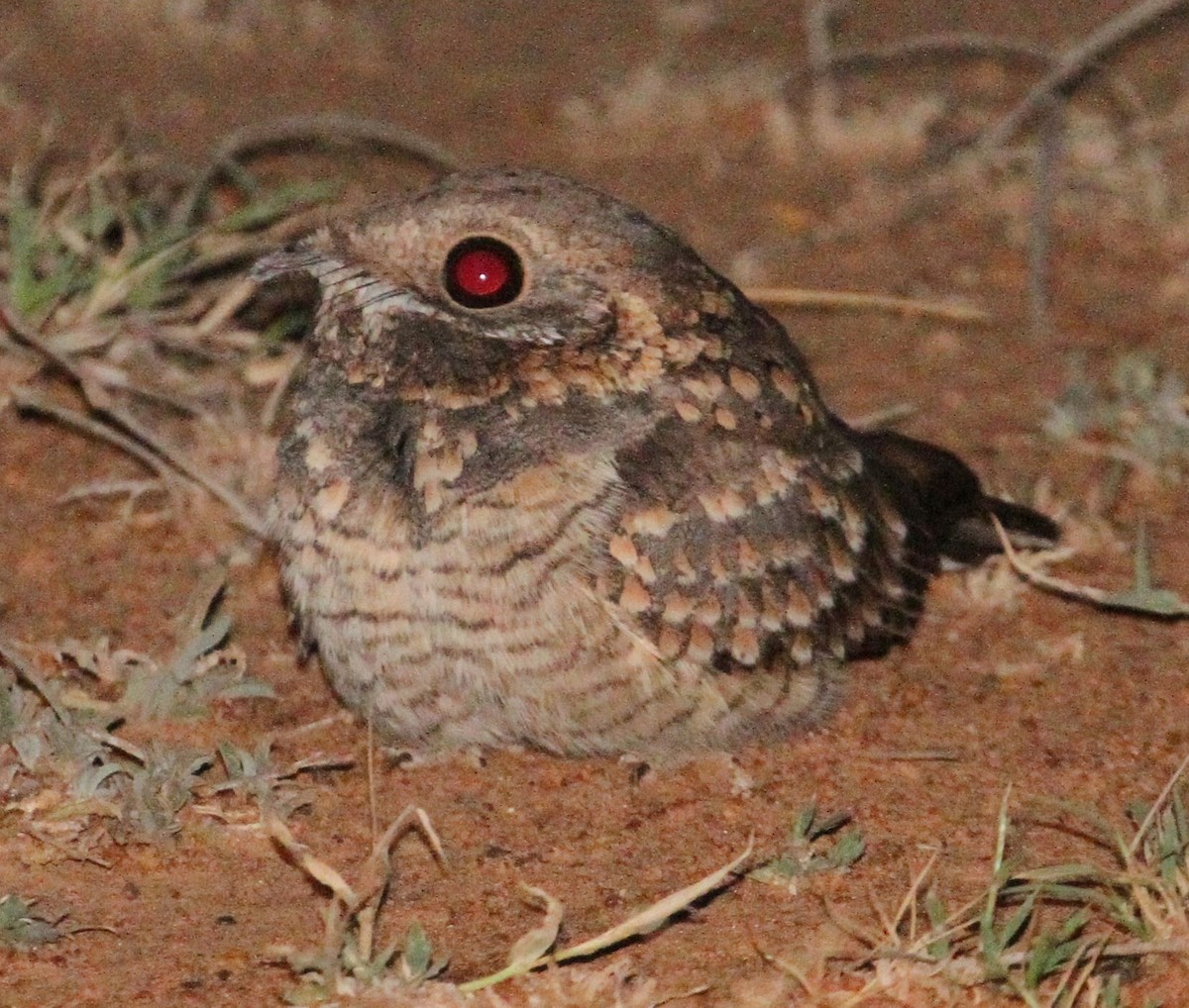 Sombre Nightjar - ML26207781