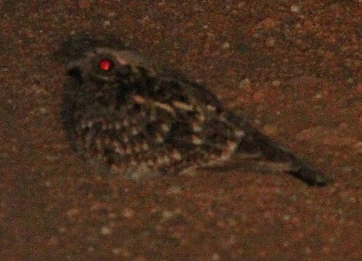 Sombre Nightjar - ML26207811