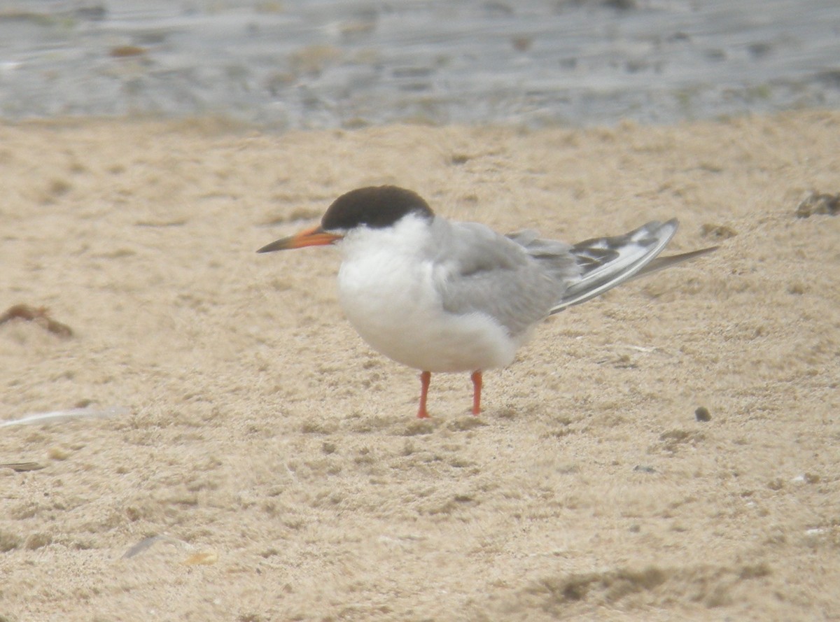Forster's Tern - ML262079201