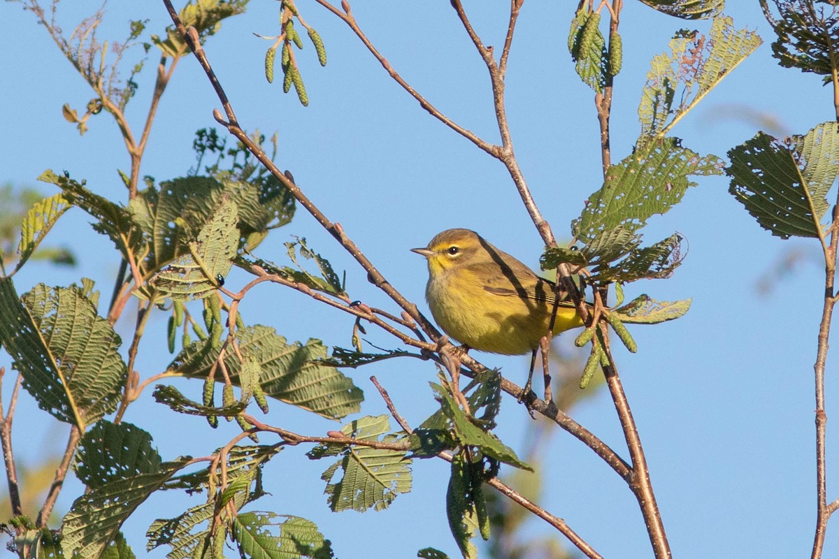 Palm Warbler - David McCorquodale