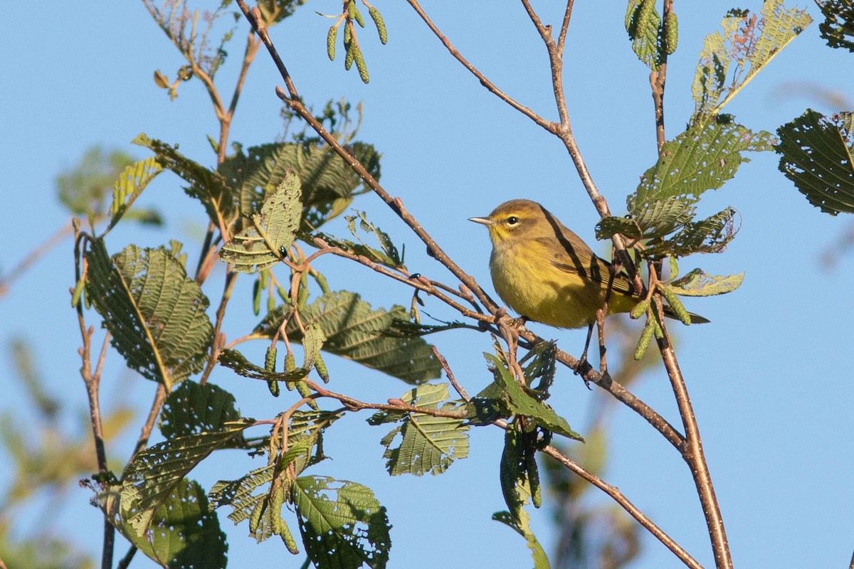 Palm Warbler - ML262079291