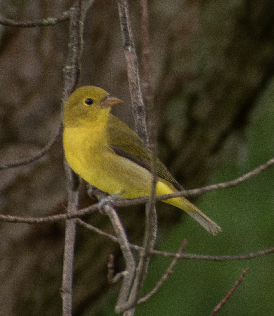 Scarlet Tanager - ML262081161