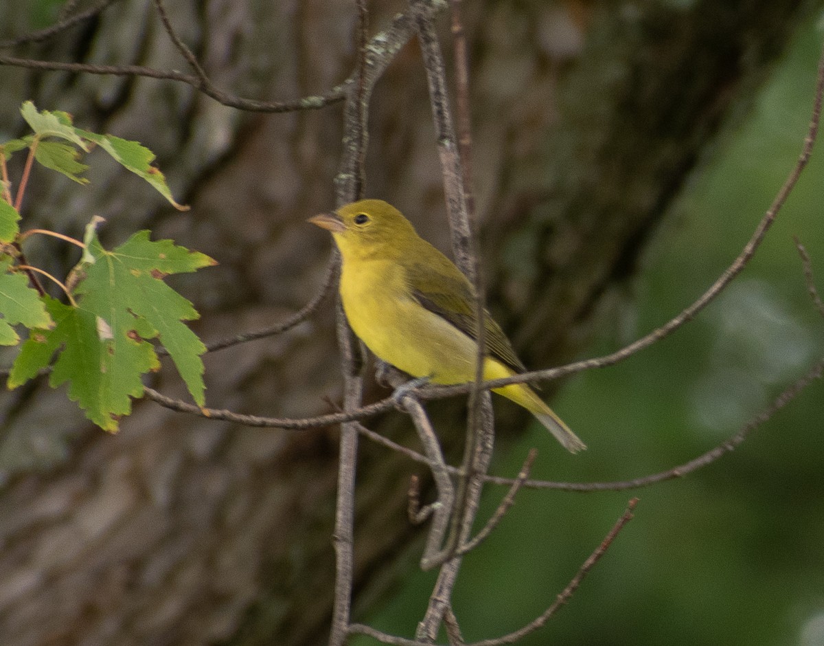 Scarlet Tanager - Susan Haberkorn