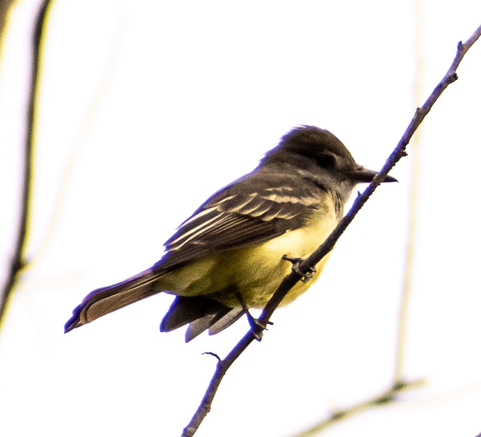 Great Crested Flycatcher - Susan Haberkorn