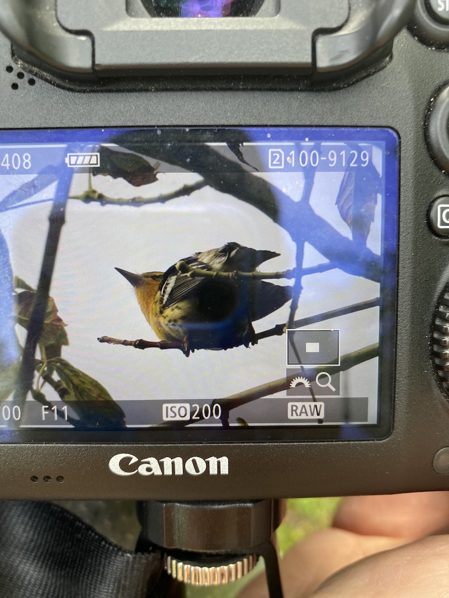 Blackburnian Warbler - ML262082571