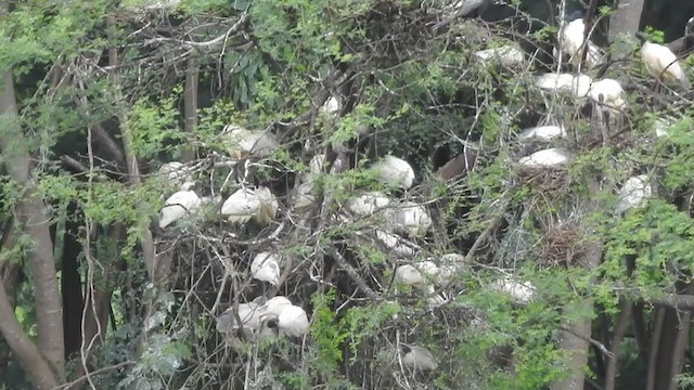 Black-headed Ibis - ML262083301