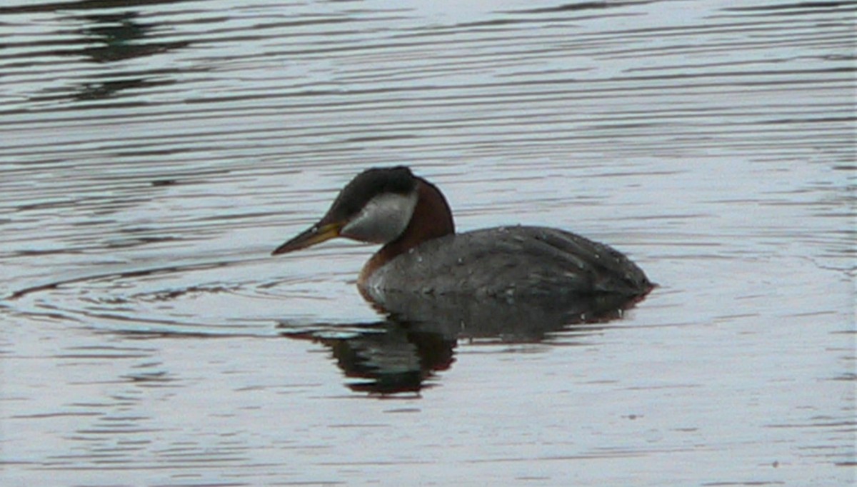 Red-necked Grebe - ML262084311