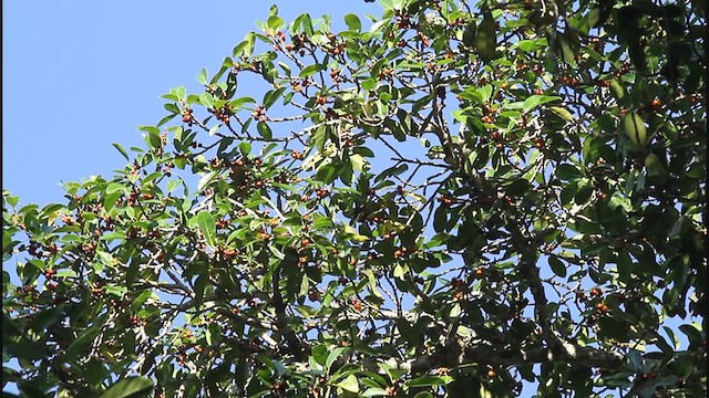 Lemon-bellied White-eye - ML262084601