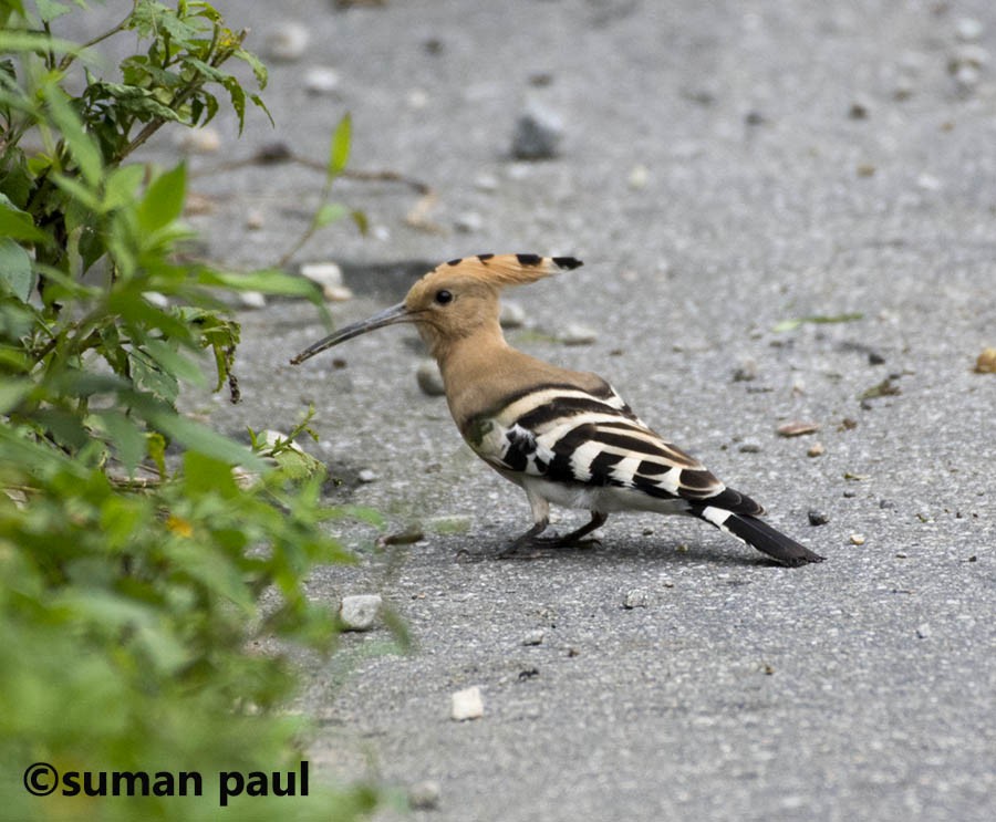 Eurasian Hoopoe - ML262086941